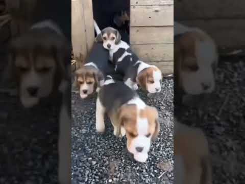Cutest Puppies in YouTube 🥰😍 #shorts #puppy #4kviral
