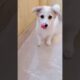 Cutest Puppy | Riobaby 😘 #Shorts