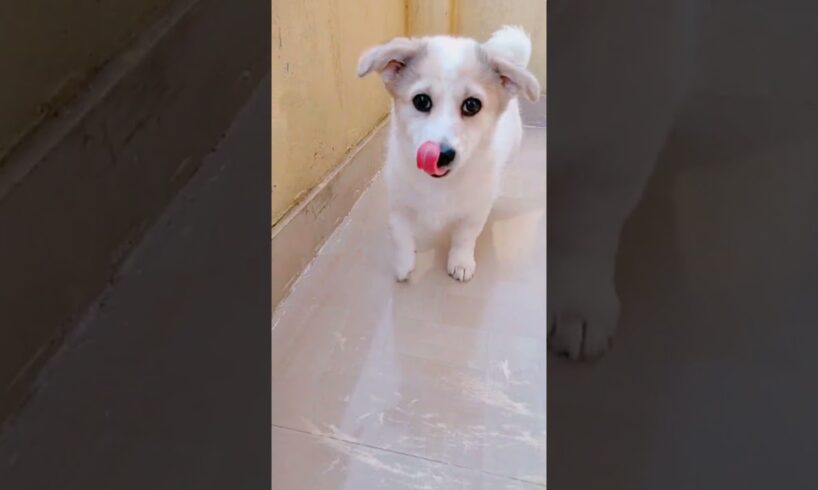 Cutest Puppy | Riobaby 😘 #Shorts