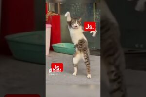 Dancing cat | Cat playing #animals #trending #trendingshorts