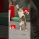 Dancing cat | Cat playing #animals #trending #trendingshorts