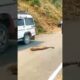 Dangerous Wild Animal - Leopard vs Dog -Leopard in Public - injured animal / #Shorts