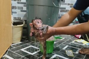 Dirty after playing, baby monkey Nomi went berserk and was difficult to bathe