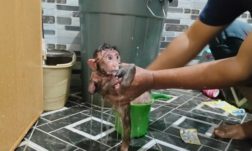 Dirty after playing, baby monkey Nomi went berserk and was difficult to bathe