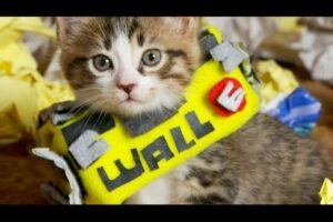 Disney Pixar's WALL-E (Cute Kitten Version)