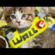 Disney Pixar's WALL-E (Cute Kitten Version)