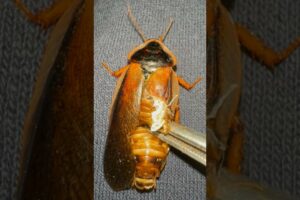 Do this to DEFORMED roaches!!! 😩