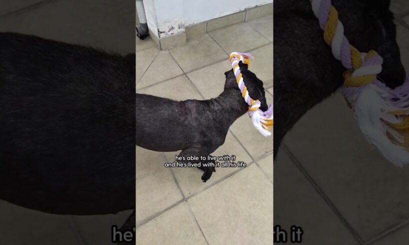 Dog Is Unrecognizable Now | The Dodo