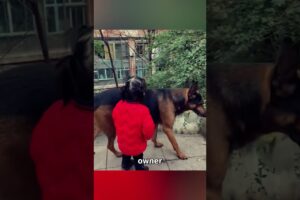 Dog Saves Little Girl From Potential Accident