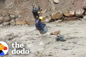 Dog Stranded In Raging River Rescued By Construction Workers | The Dodo