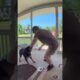 Dog becomes friends with the UPS delivery guy! 🤩❤️  -  🎥 Viralhog