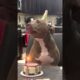 Dog blows out his birthday candles 🤣😲 (🎥: Collab)