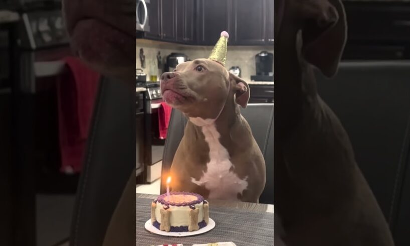 Dog blows out his birthday candles 🤣😲 (🎥: Collab)