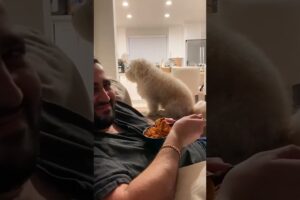 Dog does a subtle food beg 🤣 (🎥: ViralHog)