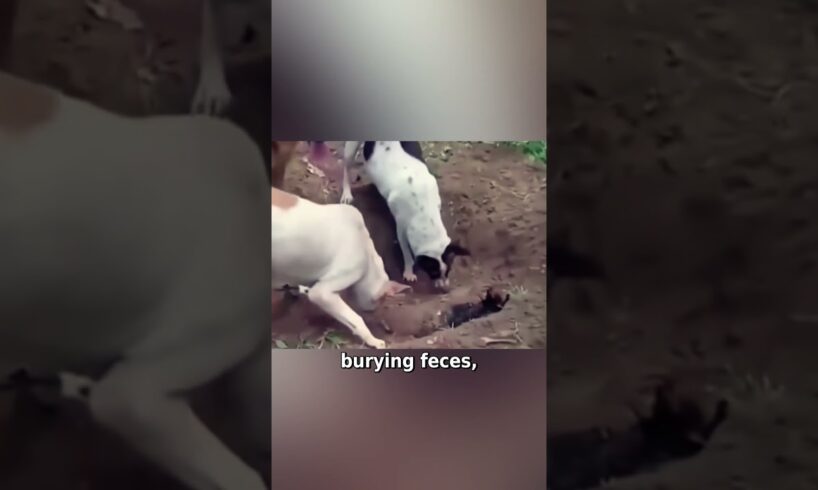 Dogs Gather to Help Bury Their Fallen Friend