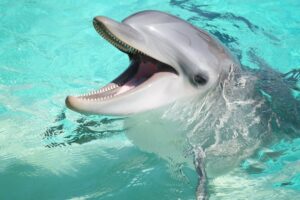 Dolphin Sounds - Noises