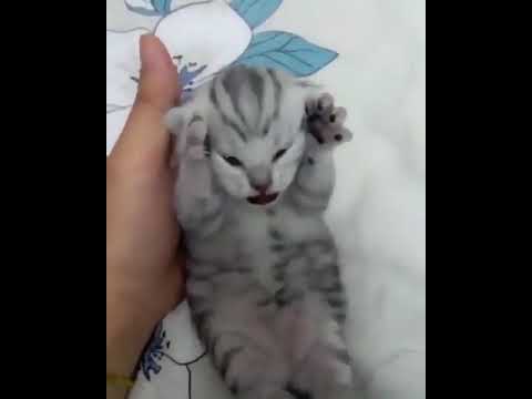 Dramatic kitten