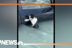 Dubai: Police rescue cat from flood waters