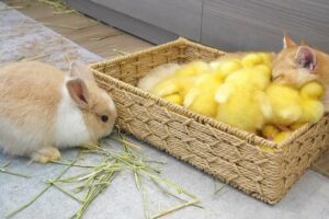 Ducklings jump into the basket to sleep with kitten Loki while bunnies run around