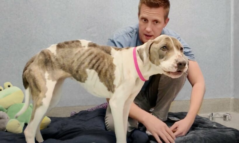 Emaciated Pittie shows me she has the Strength and Will to Live 💪