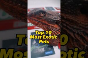 Exotic Animals / Top 10 Exotic Pets #pets #animals #shorts