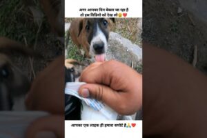 FEEDING CUTE PUPPIES❤🥺#ytshorts #help #humanity #shortvideos