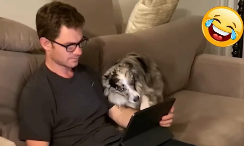 Fails of the Week 😂 Funniest Pets 🐈 Funny and Cute Animals 😹 Best Cats Videos 😁 Funniest Home Videos