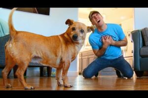 Faking My Death In Front of My Dog - Funny Dog Reacts