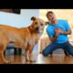 Faking My Death In Front of My Dog - Funny Dog Reacts