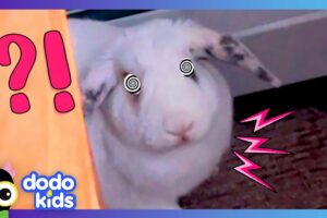 Fluffy Bunny THUMPS His Feet At Us! But Why??? | Dodo Kids | Animal Videos