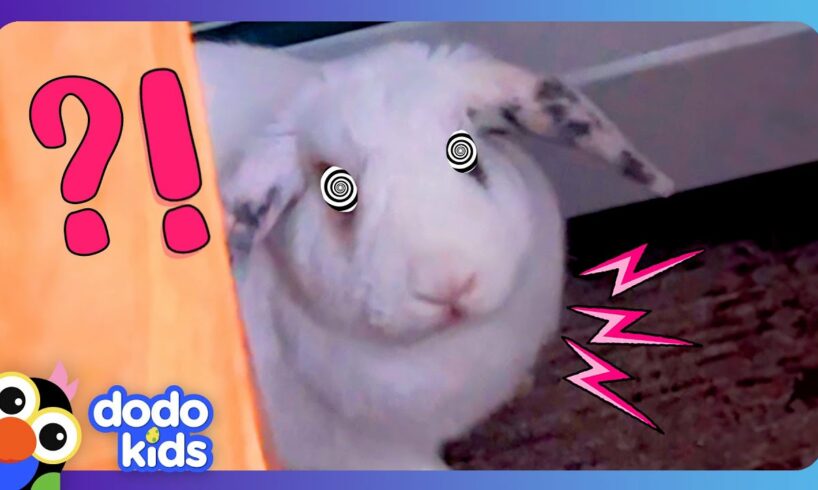 Fluffy Bunny THUMPS His Feet At Us! But Why??? | Dodo Kids | Animal Videos