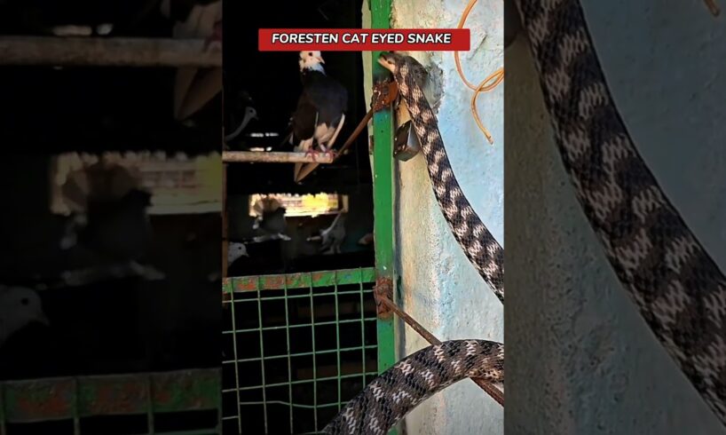 "Foresten Cat Eyed Snake Attack on Pigeon Cage" 😳 #shortsfeed #youtubeshorts #shorts #amazing