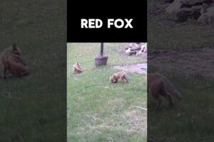 Fox babies playing #cute #animals #wildlife