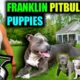 Franklin PITBULL DOG Pet Has Puppies 💓🎊 IN GTA V (Cute Puppies)