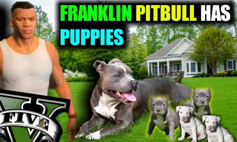 Franklin PITBULL DOG Pet Has Puppies 💓🎊 IN GTA V (Cute Puppies)