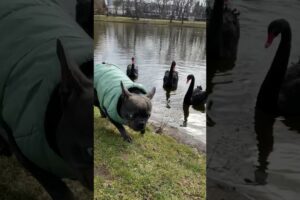 French bulldog vs swans 🦢 #bulldog #animals