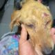 Friends found a dog in the highway in a shocking condition 😓 - Takis Shelter