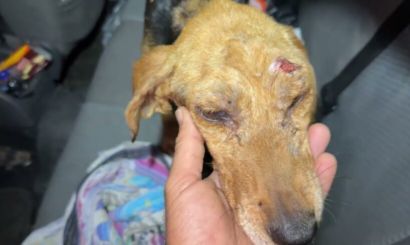 Friends found a dog in the highway in a shocking condition 😓 - Takis Shelter