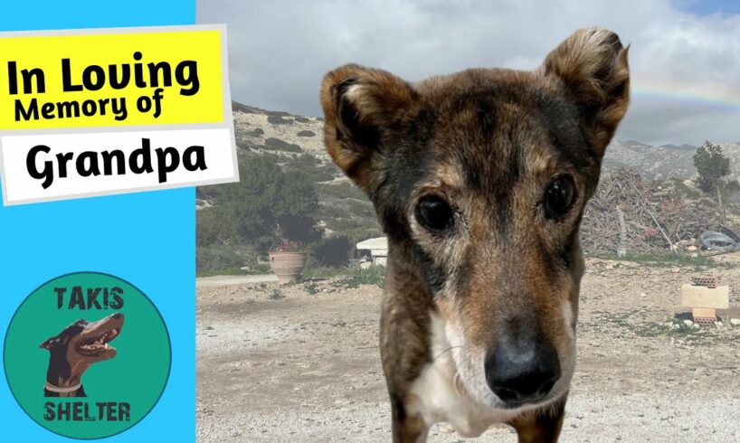 From Chains to Comfort: Grandpa's Journey from Abandonment to Pure Happiness - Takis Shelter