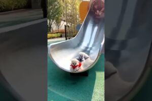 Fun and cute puppies 😍#shorts #shortvideo #saportmychannel #subscribe #cutdog