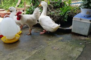 Funniest Animals 2024 😂 The chicken and the duck are playing together affectionately.
