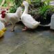 Funniest Animals 2024 😂 The chicken and the duck are playing together affectionately.