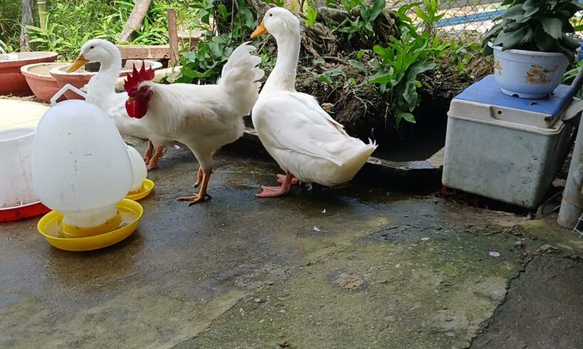 Funniest Animals 2024 😂 The chicken and the duck are playing together affectionately.