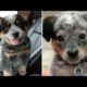 Funniest & Cutest Blue Heeler Puppies - Funny Cute Australian Cattle Dog Puppy Videos 2021 #1