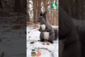 Funny Animals Playing In The Snow 1#shorts #funny #animals