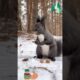 Funny Animals Playing In The Snow 1#shorts #funny #animals