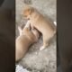 Funny Puppies fighting each other🤣 #Cute puppies #funnyshorts #shorts