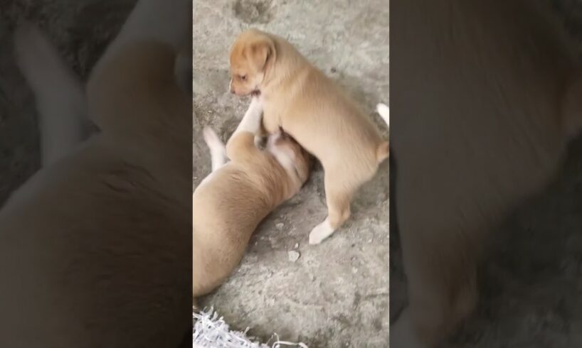 Funny Puppies fighting each other🤣 #Cute puppies #funnyshorts #shorts