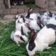 Funny Videos in the World 2024 | Cute Baby Animals Playing | Cute Rabbit eating carrots | Cute Baby