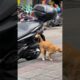 Funny cat and dogs 😂😂 episode 286 #cat #funny #dog #animals #shorts